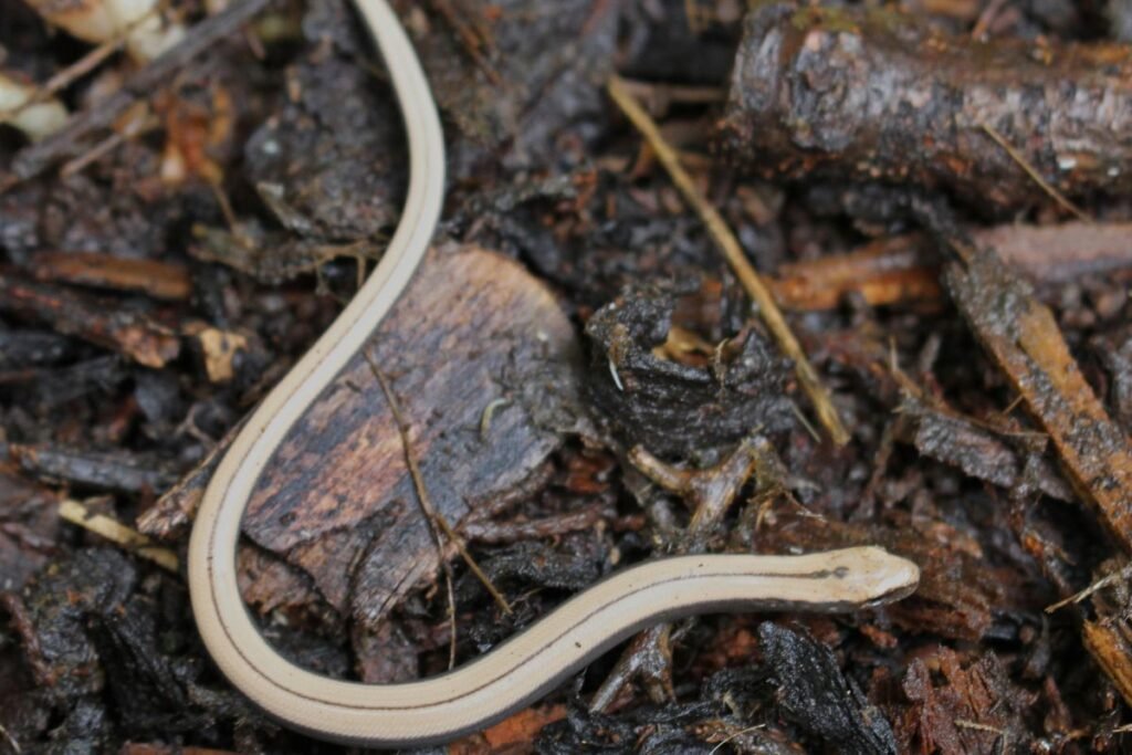 Kaip atpažinti gluodeno patiną, patelę ir jauniklį?