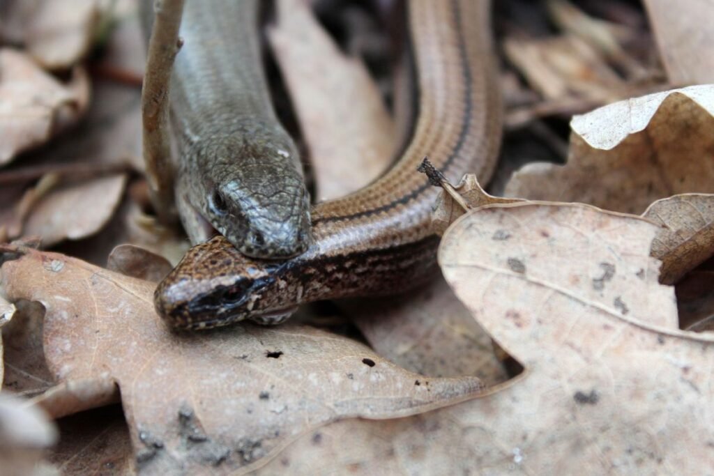Gluodeno veisimosi sezonas ir rūpinimasis jaunikliais