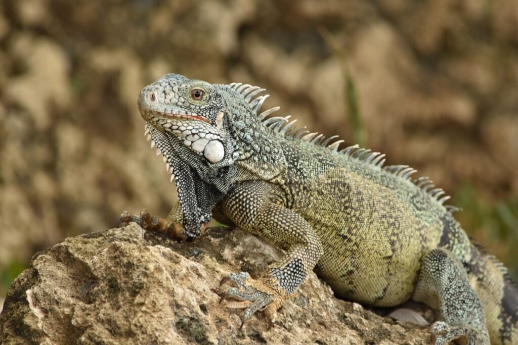 Kuo maitinasi iguana?