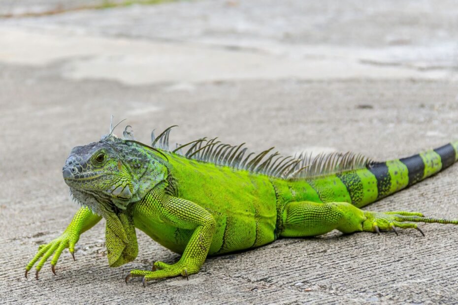 Iguana – įspūdingas driežas su charakteriu. Ar tinka auginti namuose?