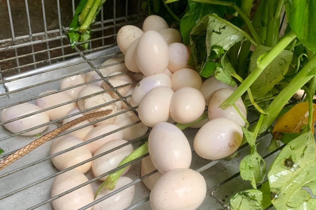 Iguanos veisimosi sezonas ir rūpinimasis jaunikliais