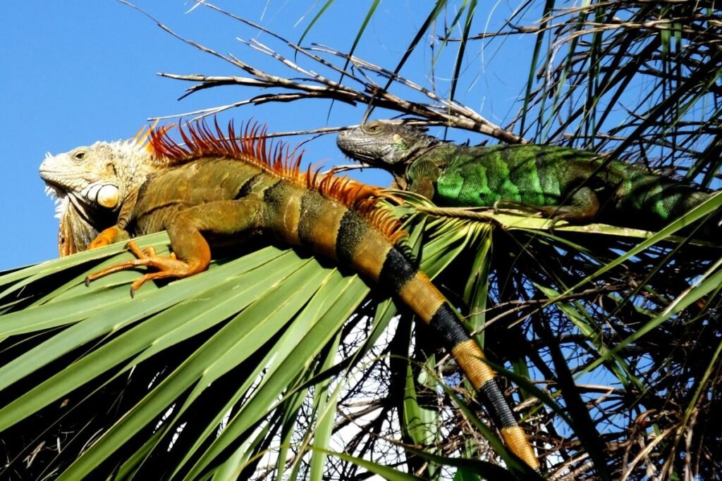 Įdomūs faktai apie iguaną