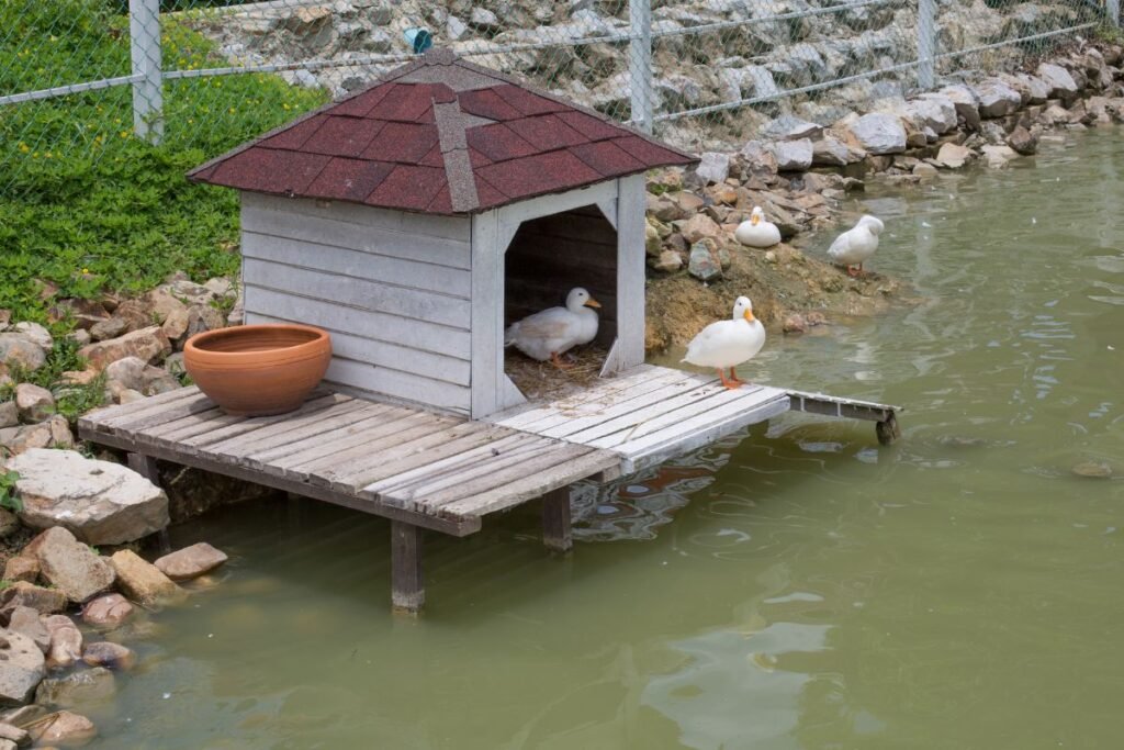 Namelis antims – paprastas būdas išgelbėti gyvybes