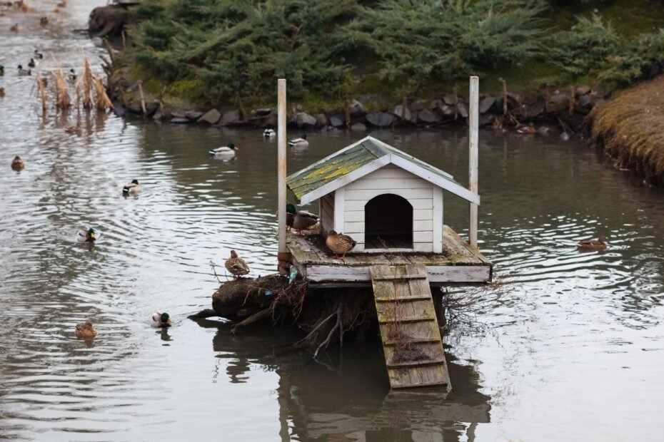 Inkilas antims: kaip padėti vandens paukščiams išgyventi šaltuosius mėnesius?