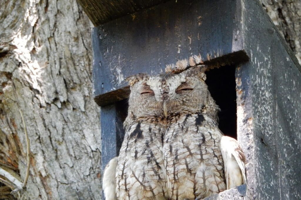 Inkilas pelėdai: kurioms tinka?