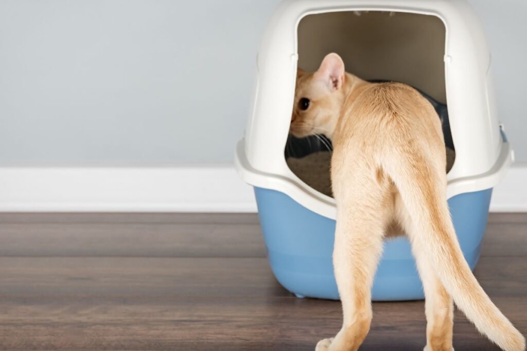 Kačių tualetų tipai