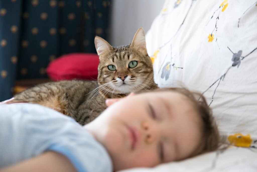 Katės ir pavydas: dėl ko jis kyla ir kaip padėti katei su juo susidoroti?