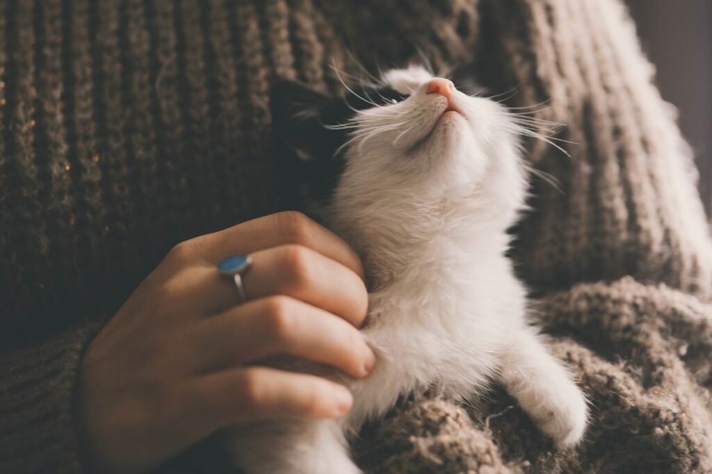 Katės ir pavydas: dėl ko jis kyla ir kaip padėti katei su juo susidoroti?