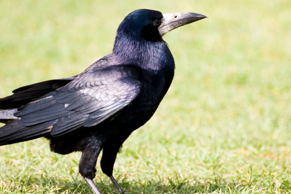 Kovas – triukšmingas miestų gyventojas, išsiskiriantis blizgia juoda „apranga“. Kaip atskirti nuo kitų varninių paukščių?