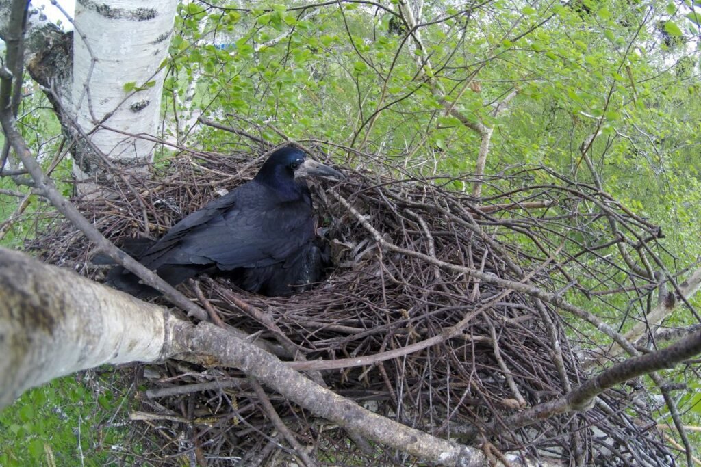 Kovo veisimosi sezonas