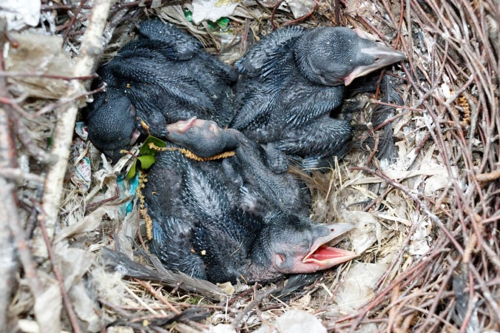 Kaip atpažinti kovo patelę, patiną bei jauniklį