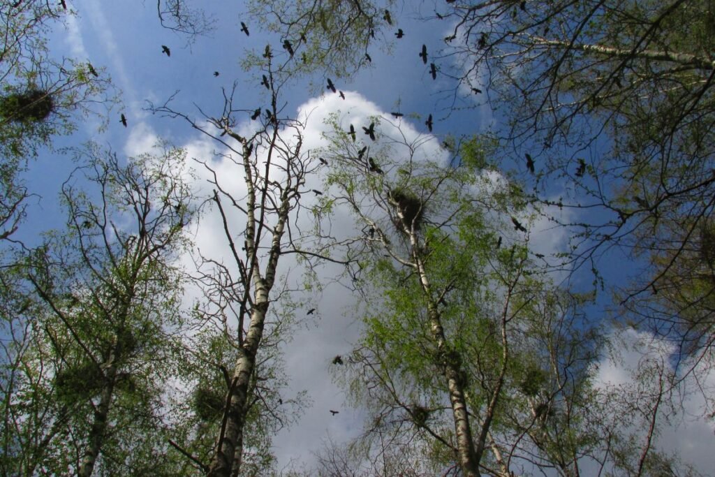 Veiksmai radus iškritusį jauniklį iš lizdo