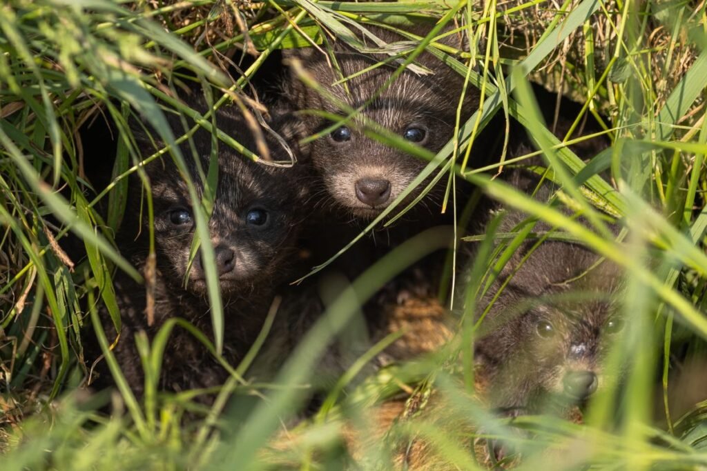 Manguto veisimosi sezonas