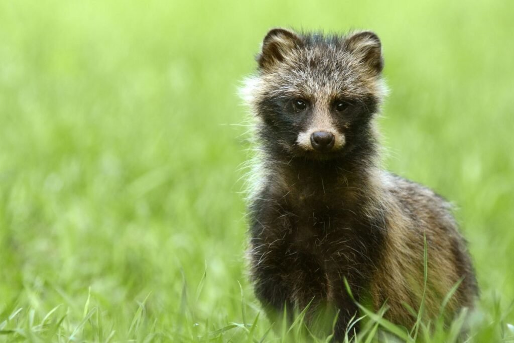 Kaip atpažinti manguto patelę, patiną bei jauniklį