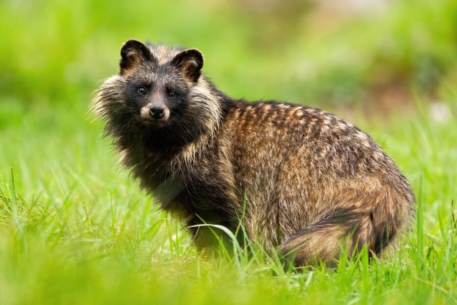 Mangutas – usūrinis šuo, kuris žiemoja kaip lokys. Vienintelis toks miegalius šuninių šeimoje!