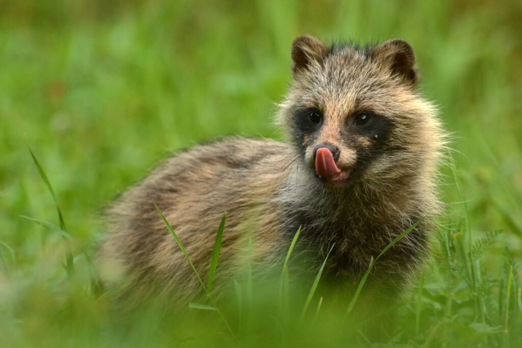Kuo maitinasi mangutas ir kur jo buveinė