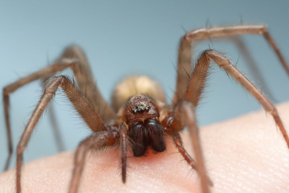 Naminis voras: kodėl šis aštuonkojis kaimynas yra geriausias kambarių sargas?