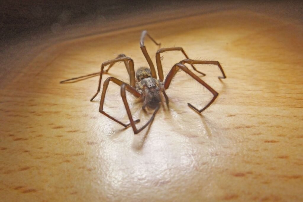 Kaip atskirti naminį vorą nuo kitų vorų rūšių?