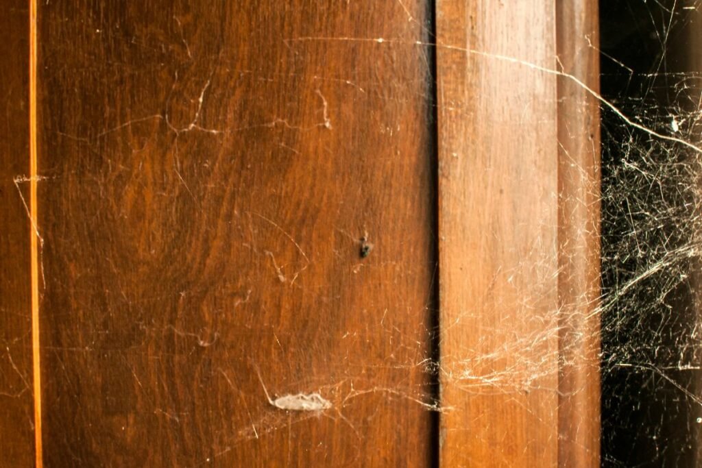 Kuo maitinasi naminis voras