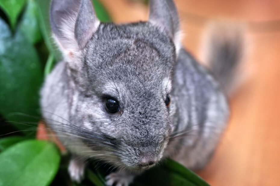 Šinšila – pūkuotas egzotiškas naminukas su išskirtinio grožio kailiu. Ar sunku ją auginti?