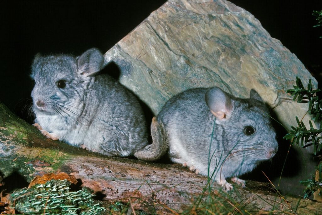 Kaip atrodo šinšila