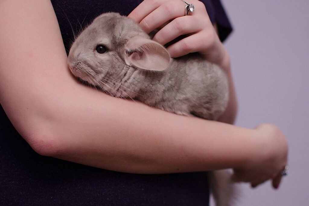 Šinšilos charakteris ir elgesys