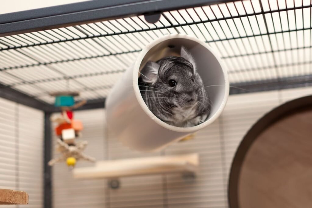 Šinšilos narvo įranga