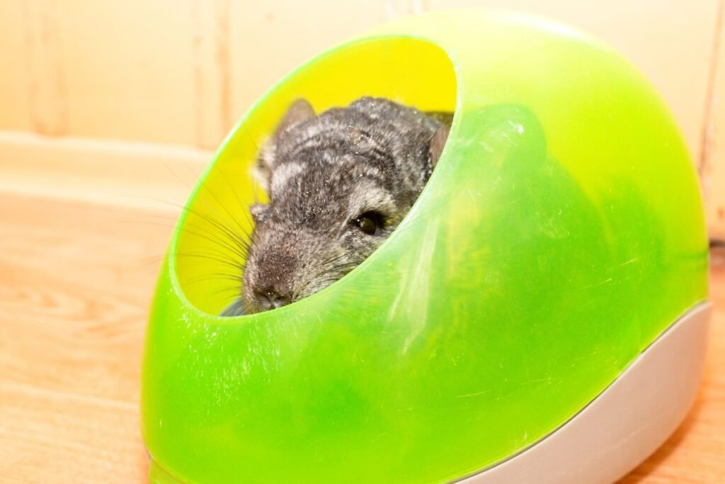 Šinšila: kokios laikymo sąlygos jai reikalingos?