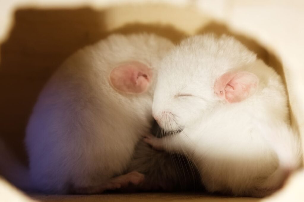 Kaip veisiama šinšila