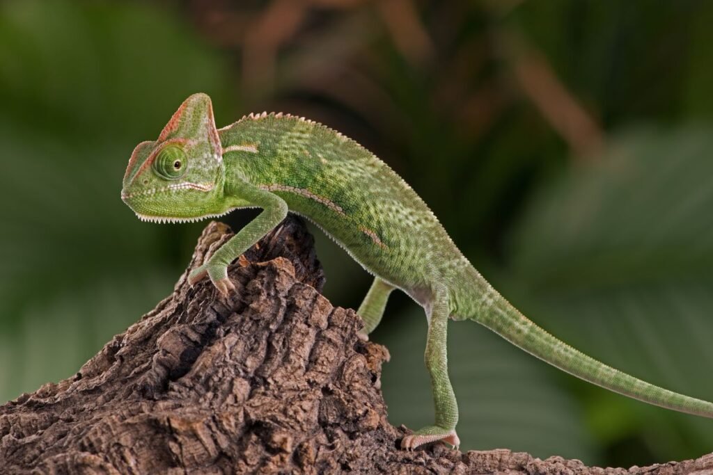 Chameleonas namuose: ar tikrai verta?