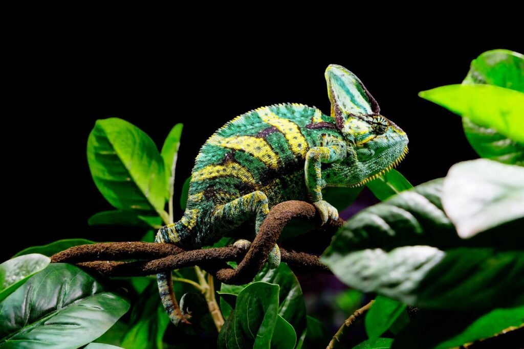 Kaip atpažinti chameleοno patiną, patelę ir jauniklį?