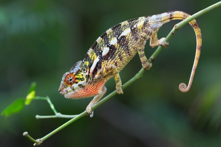 Chameleοnas – spalvų keitimo meistras su unikaliomis akimis. Auginti namuose – iššūkis