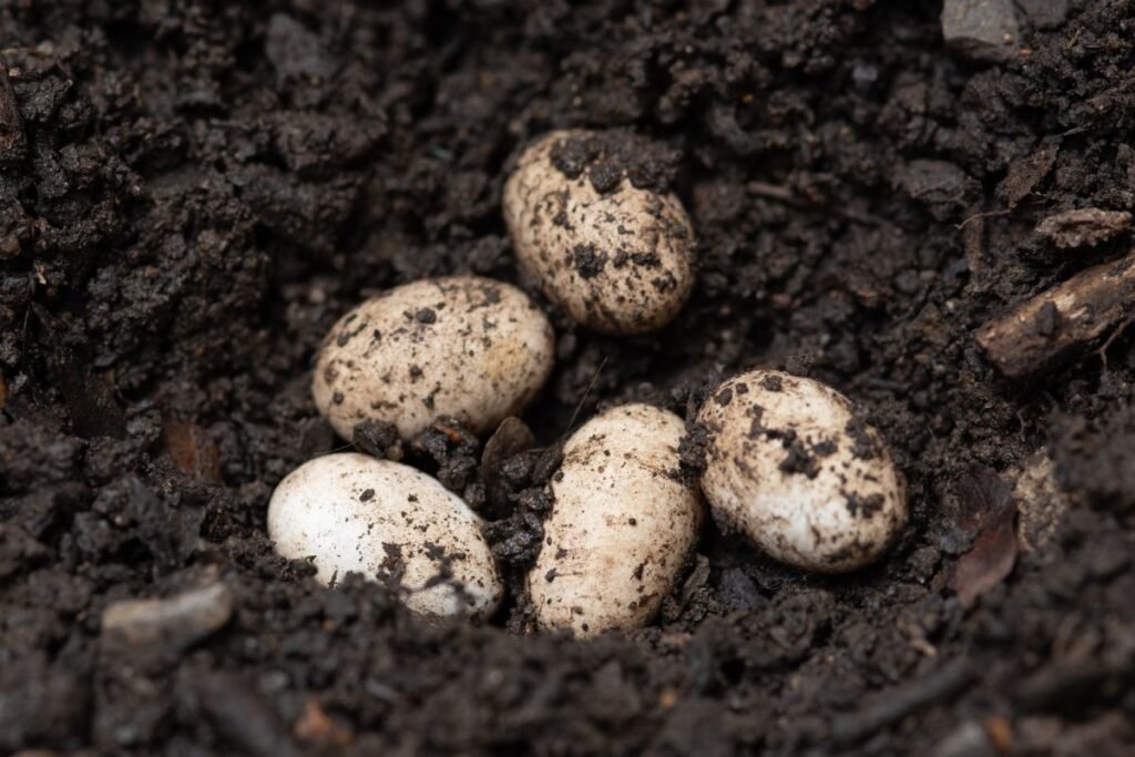 Chameleοno veisimosi sezonas ir rūpinimasis jaunikliais