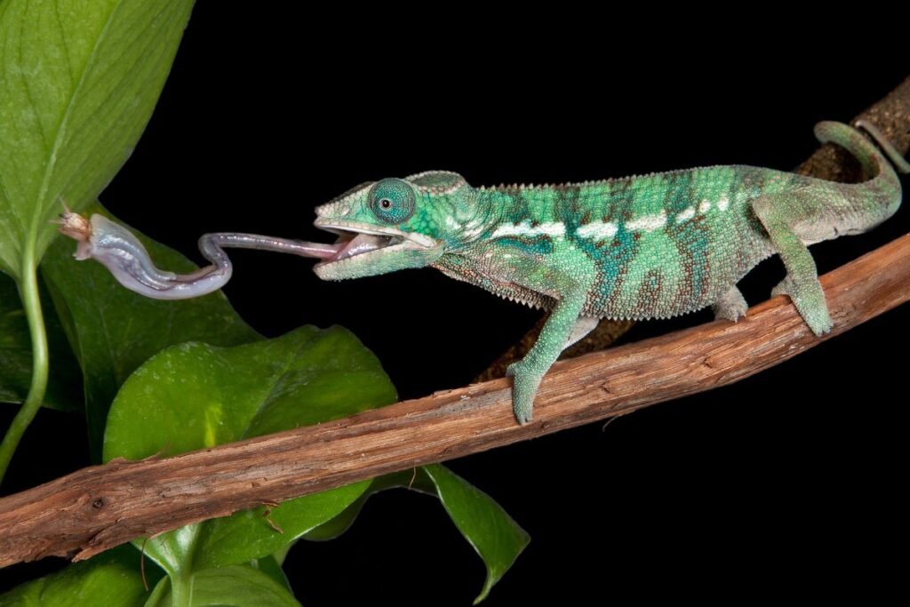 Kuo maitinasi chameleοnas?