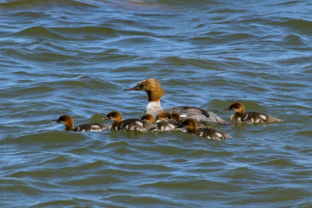 Dančiasnapio veisimosi sezonas