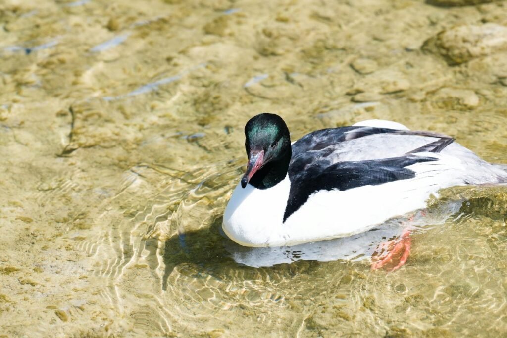 Kaip atpažinti dančiasnapio patelę, patiną bei jauniklį