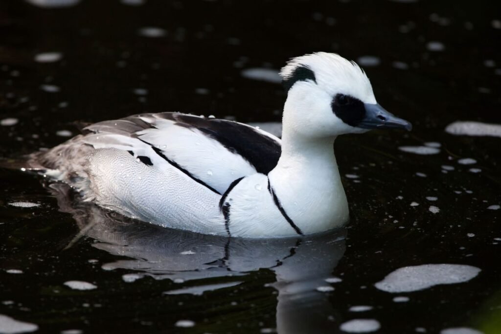 Įdomūs faktai apie dančiasnapį