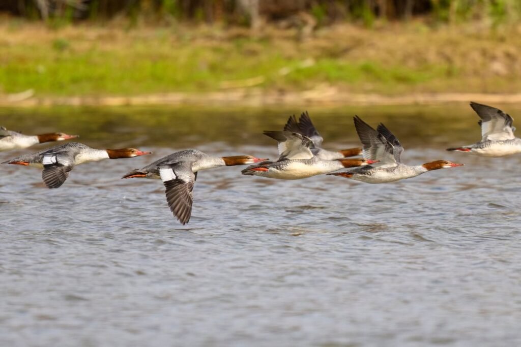 Kuo maitinasi ir kur žiemoja dančiasnapis
