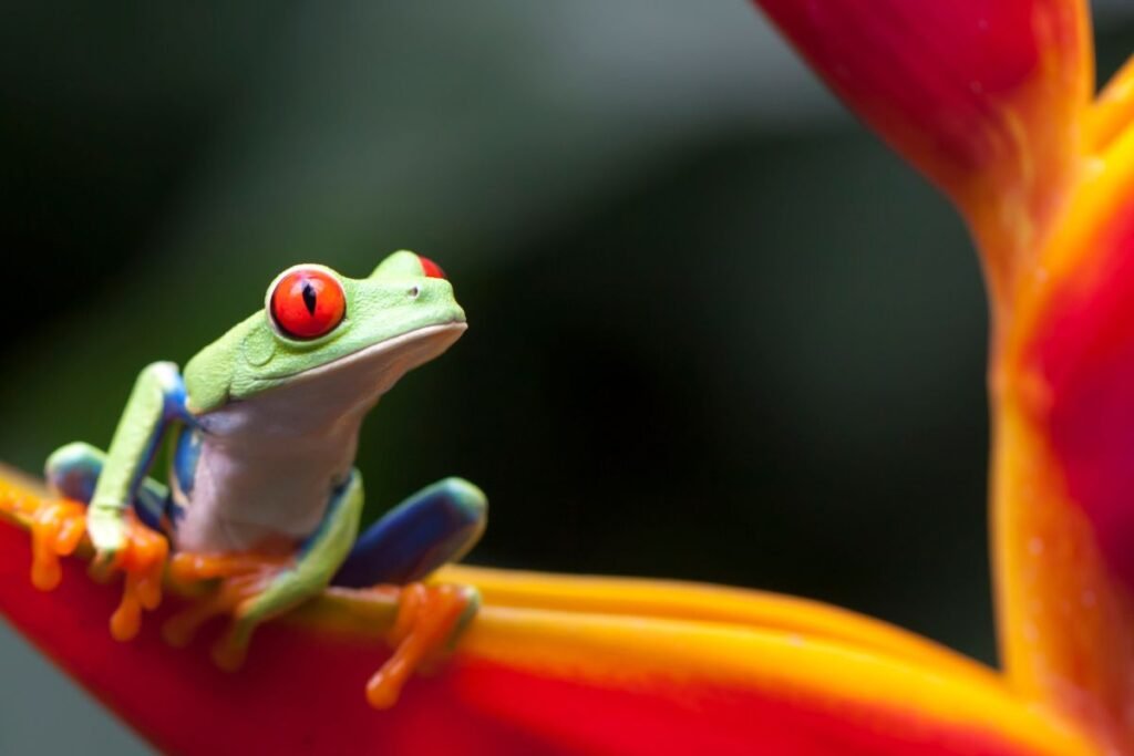 Gyvūnų akių spalvos: raudona