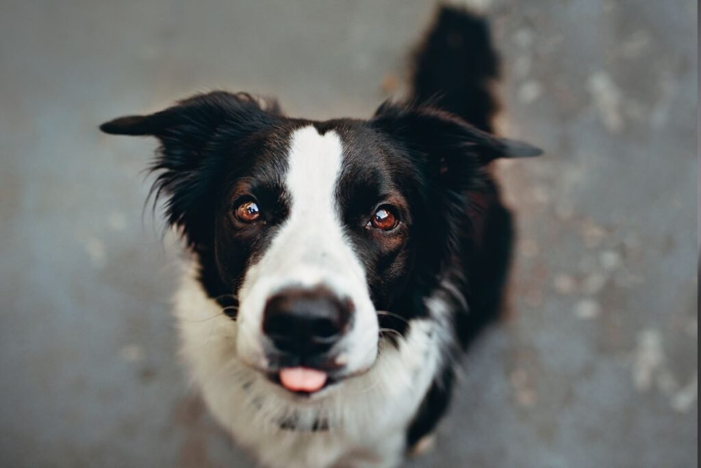 Rudos spalvos gyvūnų akys