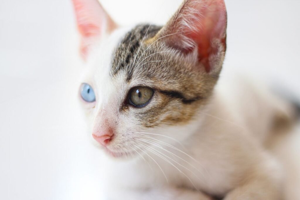 Skirtingų spalvų akys