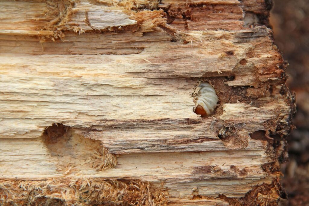 Kinivarpų veisimosi sezonas