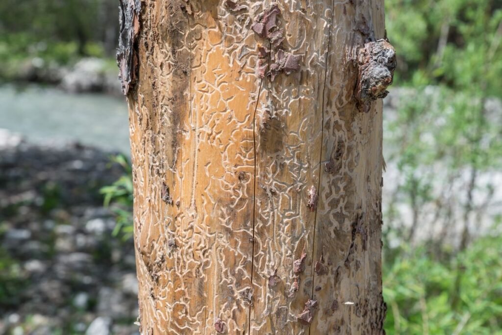 Įdomūs faktai ir ypatingi kinivarpų gebėjimai