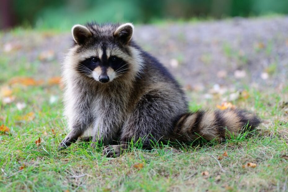 Meškėnas – žavus, bet pavojingas svečias iš Amerikos. Nenustebkite sutikę ir Lietuvoje!