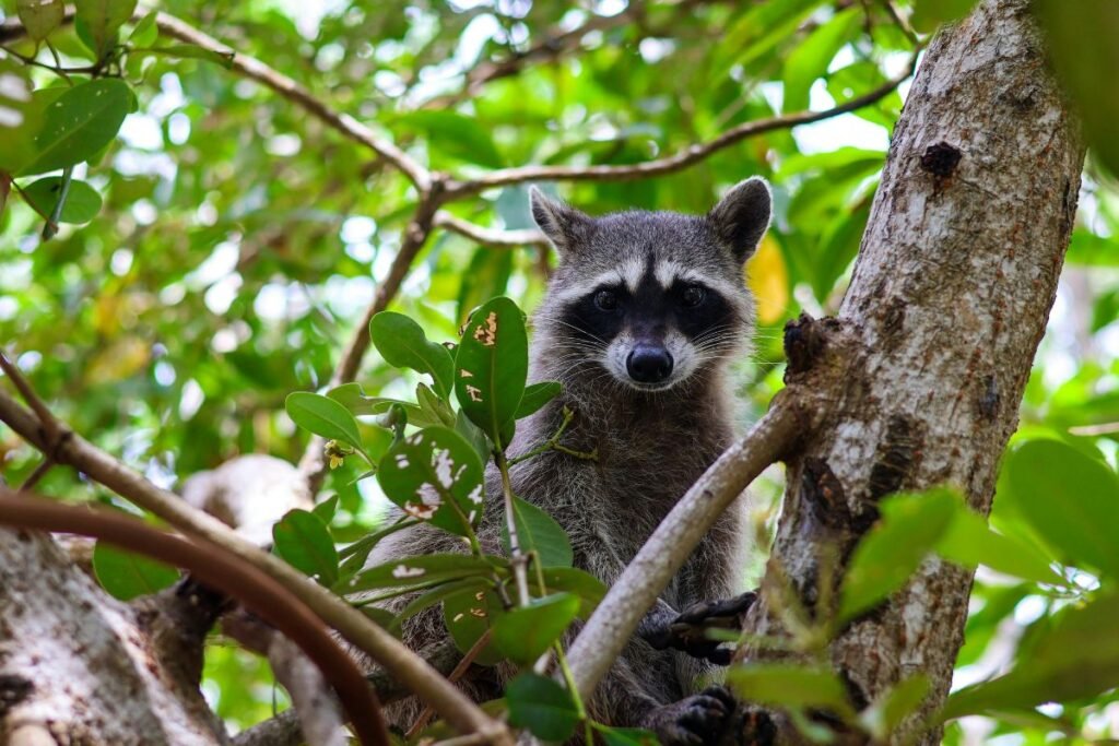 Įdomūs faktai apie meškėną