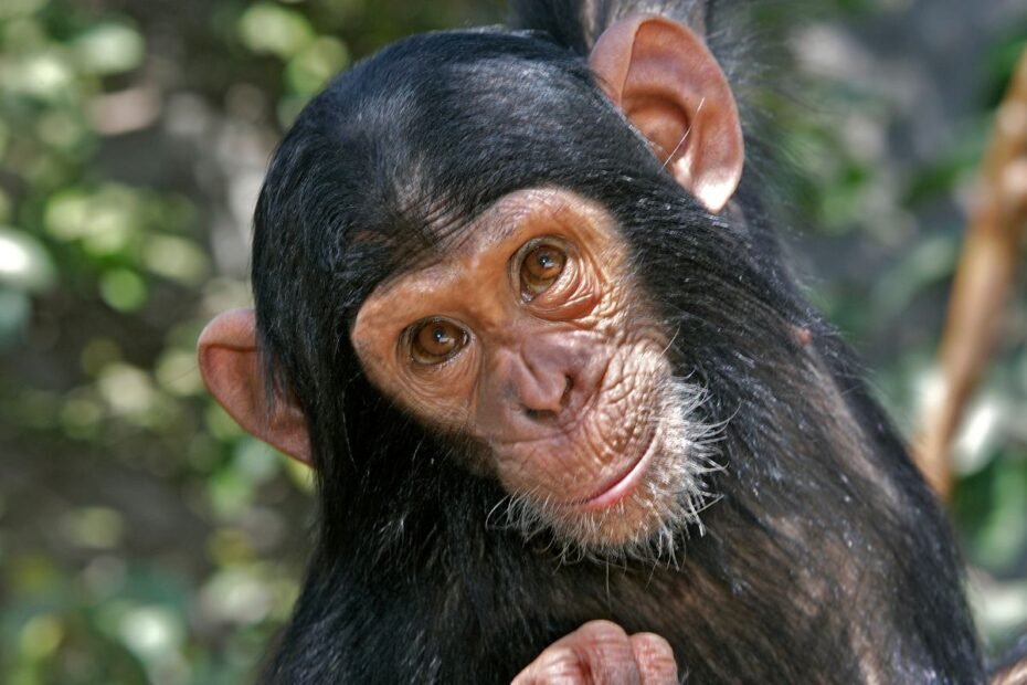 Šimpanzės galvoja apie savo mąstymą: kokie mokslininkų tyrimai tai atskleidžia?