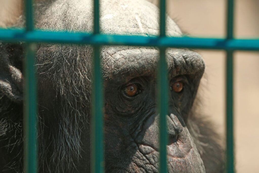 Šimpanzės galvoja apie savo mąstymą: kokie mokslininkų tyrimai tai atskleidžia?