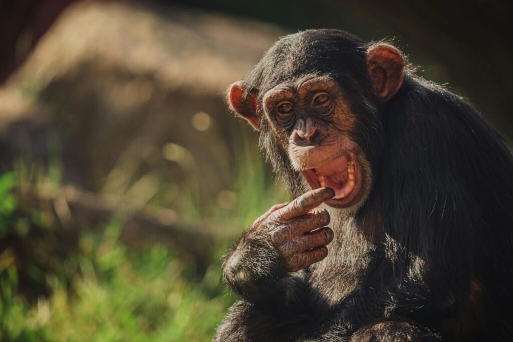Šimpanzės galvoja apie savo mąstymą: kokie mokslininkų tyrimai tai atskleidžia?