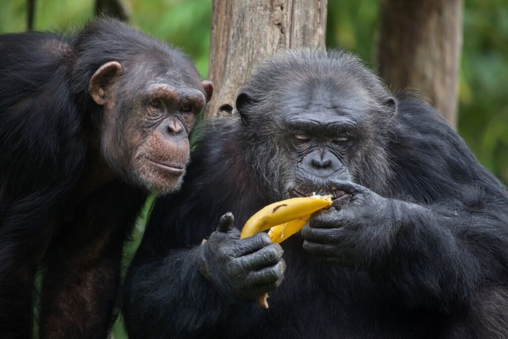 Šimpanzės galvoja apie savo mąstymą: kokie mokslininkų tyrimai tai atskleidžia?