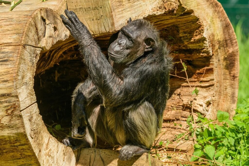 Šimpanzės galvoja apie savo mąstymą: kokie mokslininkų tyrimai tai atskleidžia?